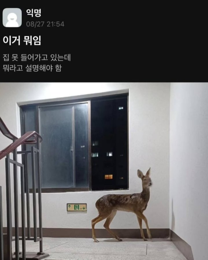 KakaoTalk_20250425_021146292.jpg